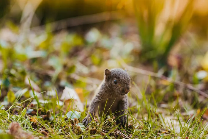 A Baby Squirrel Adopted Me, And As A Photographer, I Just Had To Give It Its Own Photoshoot (22 Pics)