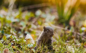 A Baby Squirrel Adopted Me, And As A Photographer, I Just Had To Give It Its Own Photoshoot (22 Pics)