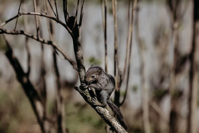 A Baby Squirrel Adopted Me, And As A Photographer, I Just Had To Give It Its Own Photoshoot (22 Pics)