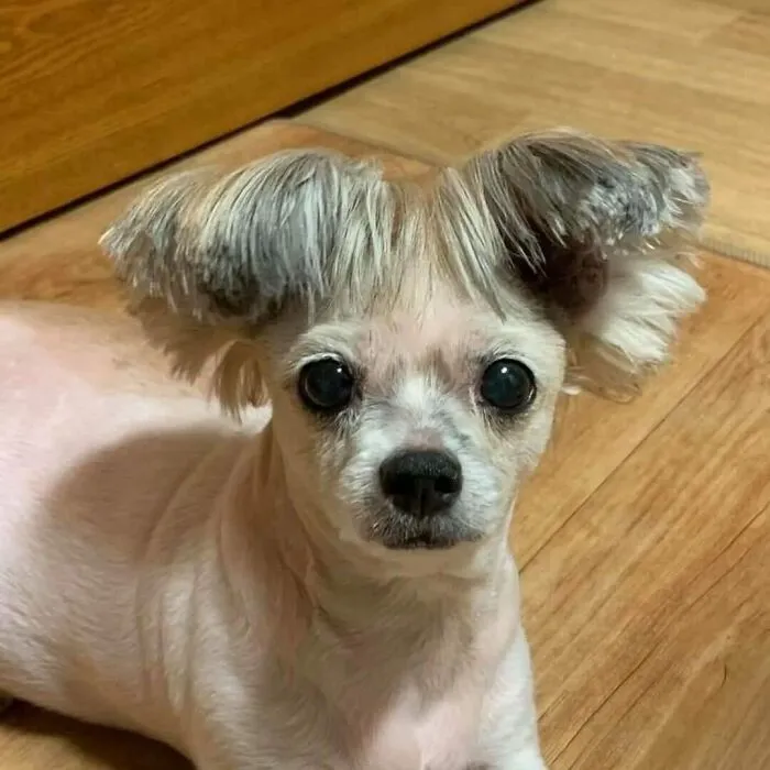 50 Times People Spotted Such Tragic Hairdo Accidents, They Just Had To Share Them In This Online Group
