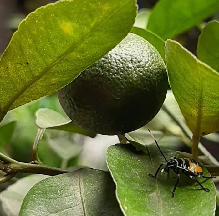 A Bug’s Life. Caught In The Act.