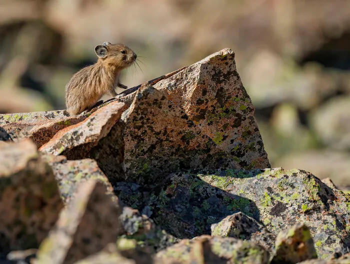 A Baby American Pika Getting Ready For A Lion King Moment!