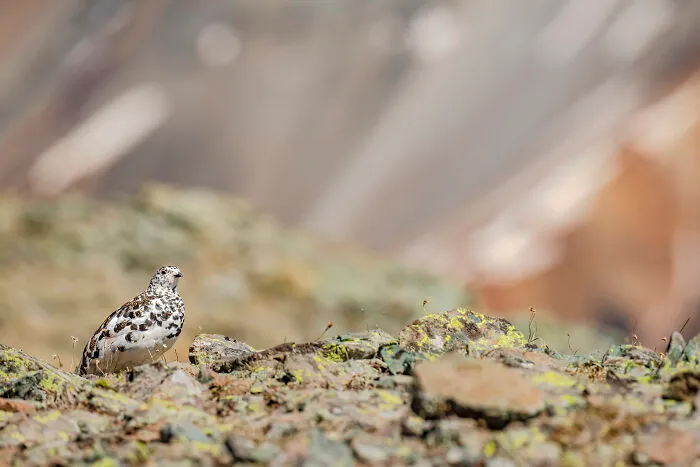 A White-Tailed Ptarmigan Begins To Transition To Her Brown Summer Plumage