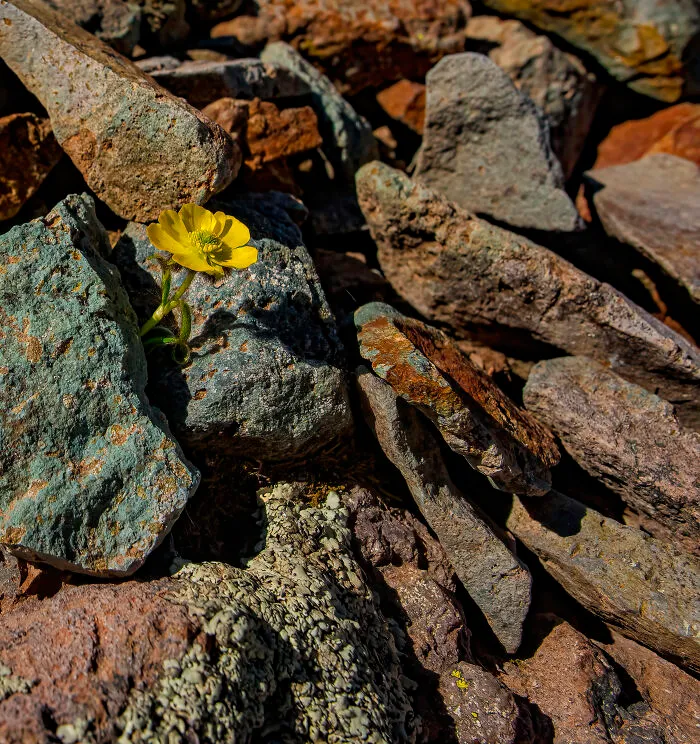 An Alpine Buttercup Grows In A Large Talusfield