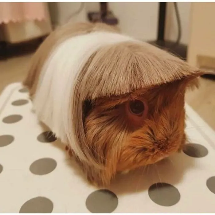50 Times People Spotted Such Tragic Hairdo Accidents, They Just Had To Share Them In This Online Group