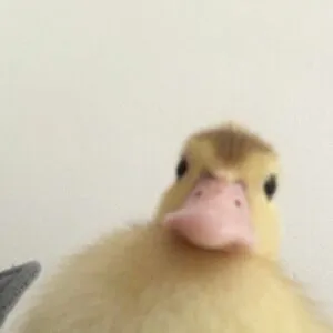 duck