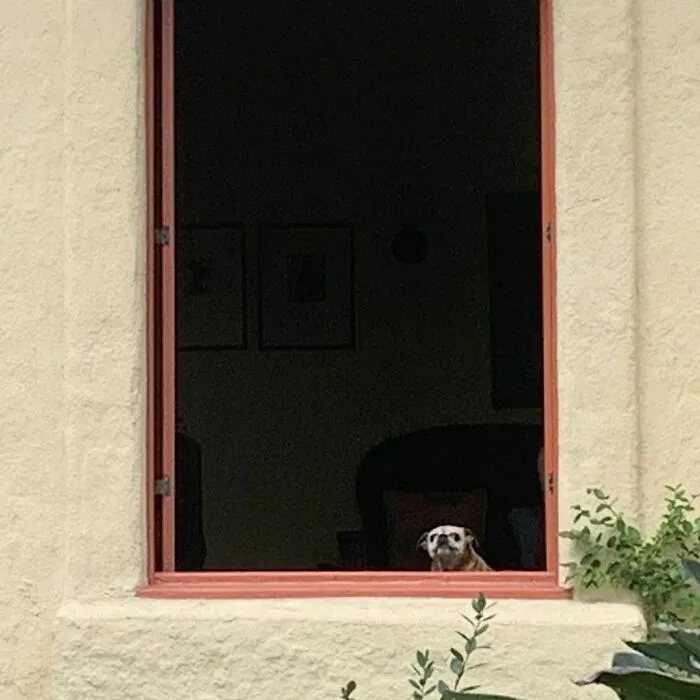 35 Divertidos y adorables perros fotografiados a escondidas que terminaron en el instagram 'Perros mal fotografiados'