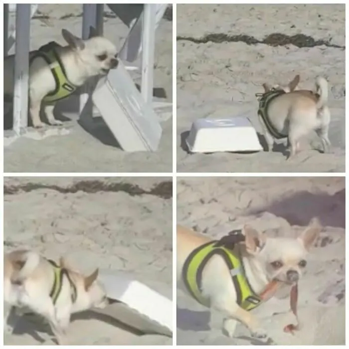35 Divertidos y adorables perros fotografiados a escondidas que terminaron en el instagram 'Perros mal fotografiados'