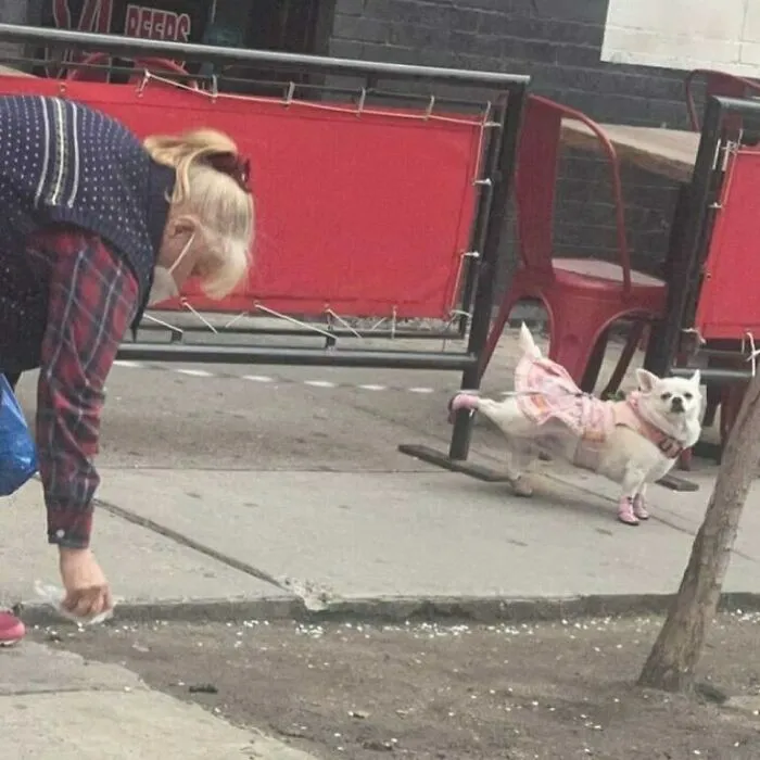35 Divertidos y adorables perros fotografiados a escondidas que terminaron en el instagram 'Perros mal fotografiados'