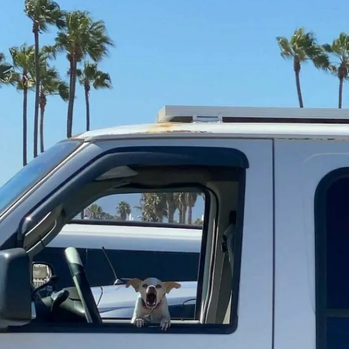 35 Divertidos y adorables perros fotografiados a escondidas que terminaron en el instagram 'Perros mal fotografiados'