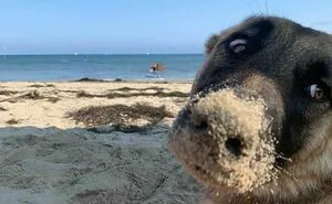 35 Funny And Adorable Dogs That Were Sneakily Photographed And Ended On Up On ‘Dogs Poorly Photographed’ IG Page