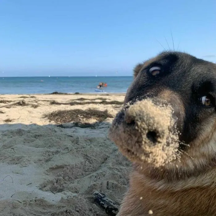 35 Divertidos y adorables perros fotografiados a escondidas que terminaron en el instagram 'Perros mal fotografiados'