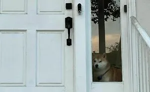 35 Funny And Adorable Dogs That Were Sneakily Photographed And Ended On Up On ‘Dogs Poorly Photographed’ IG Page