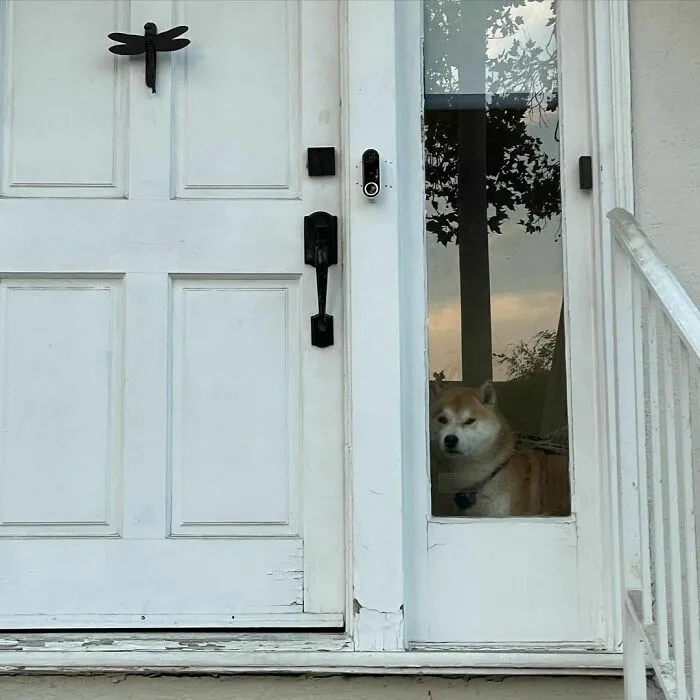 Poorly-Photographed-Dogs