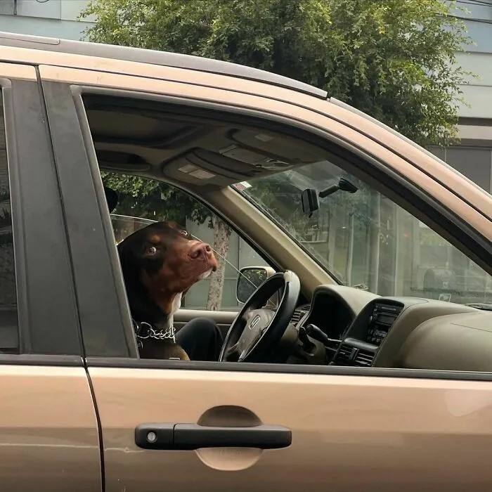 35 Divertidos y adorables perros fotografiados a escondidas que terminaron en el instagram 'Perros mal fotografiados'