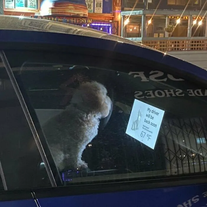 35 Funny And Adorable Dogs That Were Sneakily Photographed And Ended On Up On ‘Dogs Poorly Photographed’ IG Page