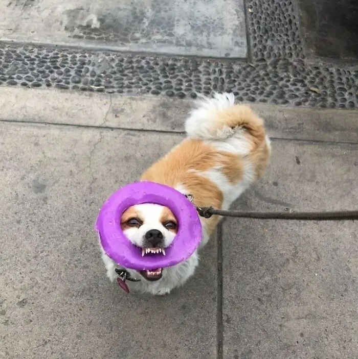 35 Divertidos y adorables perros fotografiados a escondidas que terminaron en el instagram 'Perros mal fotografiados'