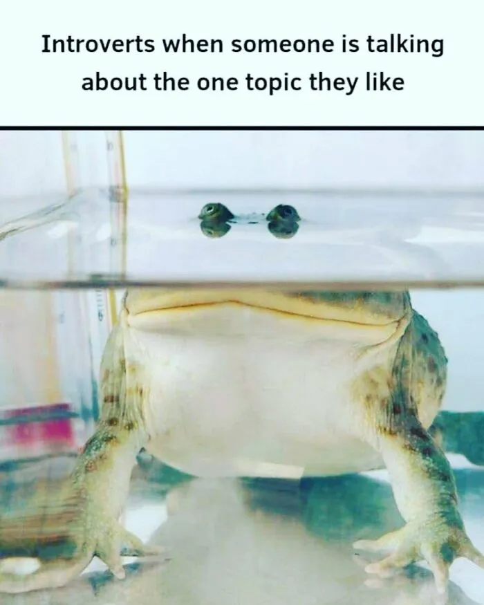 Frog partially submerged in water with text about introverts excited to hear their favorite topic, introvert nation meme.