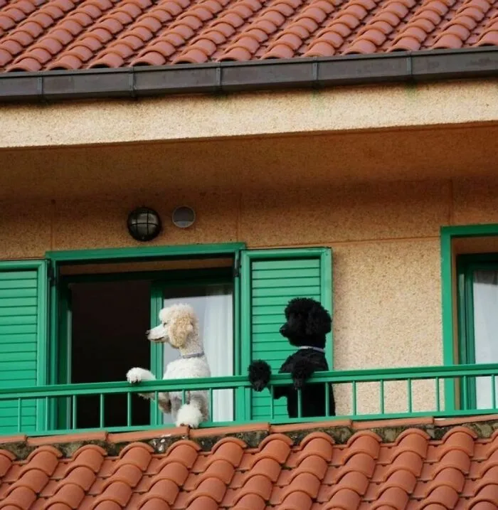 35 Divertidos y adorables perros fotografiados a escondidas que terminaron en el instagram 'Perros mal fotografiados'