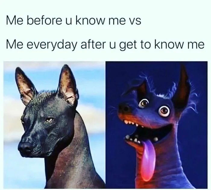 Side-by-side meme of a serious dog and a goofy dog illustrating introvert nation humor and relatable personality changes.