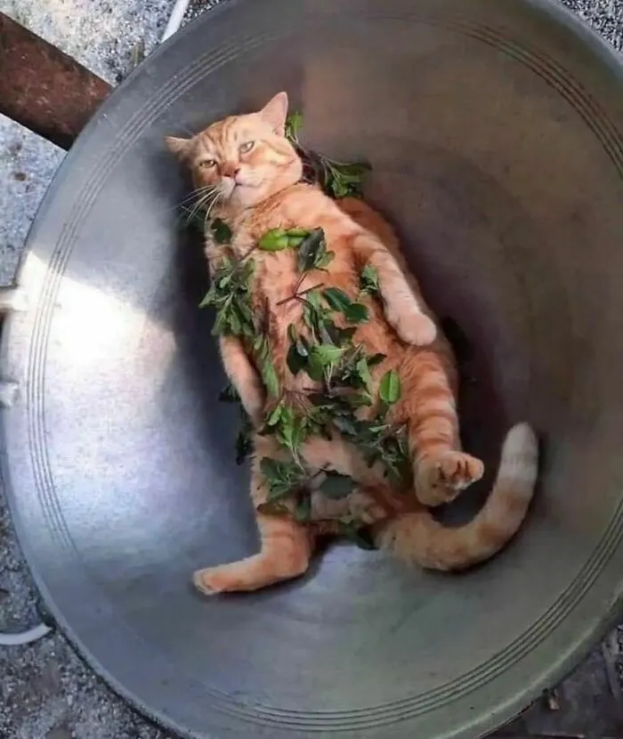 36 Fotos geniales de "comida caótica" que te harán preguntarte cosas