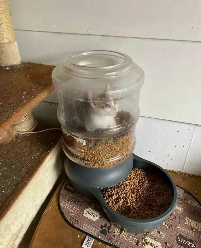 36 Fotos geniales de "comida caótica" que te harán preguntarte cosas