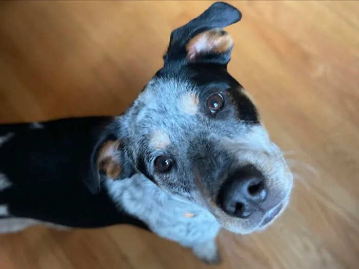 This Jack Russel Terrier Mix Is Extremely Cute. But Those Are The Eyes Of A Cold-Hearted Jacket Stealer