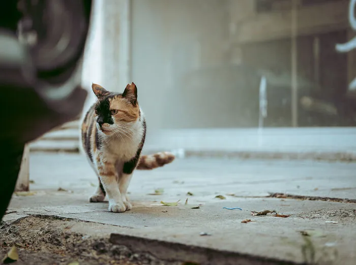 The Diversity Of Stray Cats Living On The Streets In Limassol, Cyprus That I Captured (22 Pics)