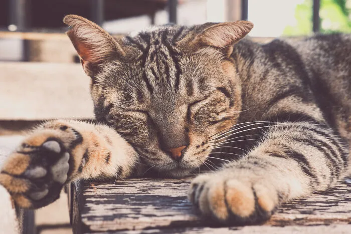The Diversity Of Stray Cats Living On The Streets In Limassol, Cyprus That I Captured (22 Pics)