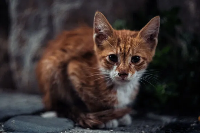 The Diversity Of Stray Cats Living On The Streets In Limassol, Cyprus That I Captured (22 Pics)