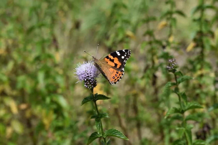 Amazed I Managed To Catch This Before It Flew Away.