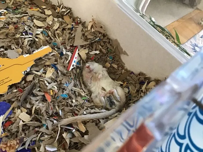 Usually Our Gerbils Are More Photogenic, But Butter Sleeps Without A Care In The World