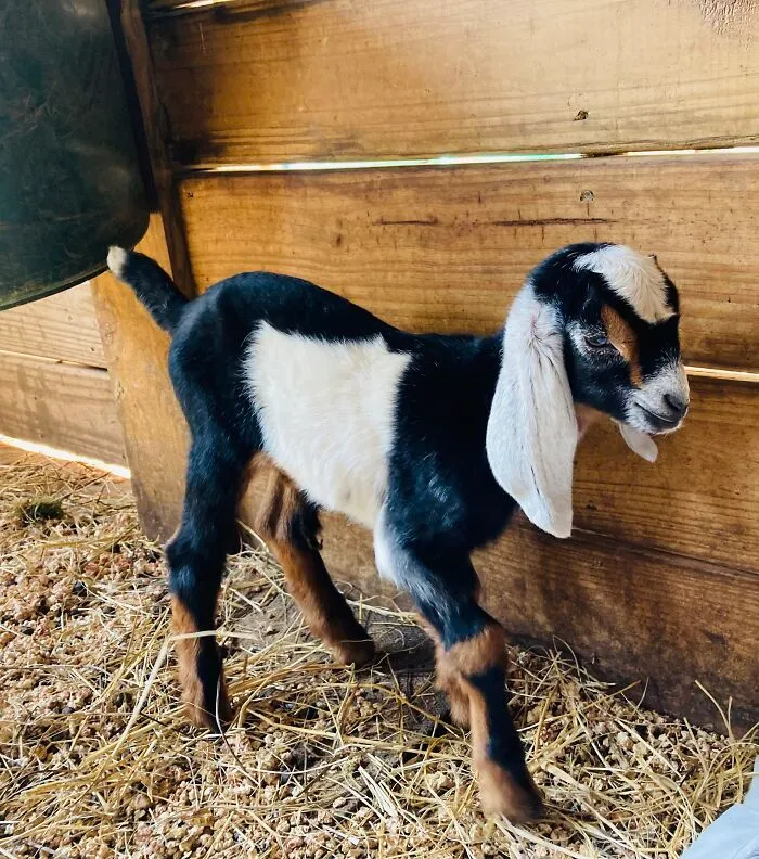 Floppy-Eared Baby