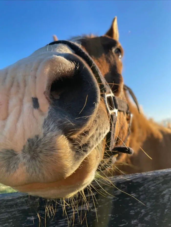 Taken At A Horse Farm-Brewery Combo