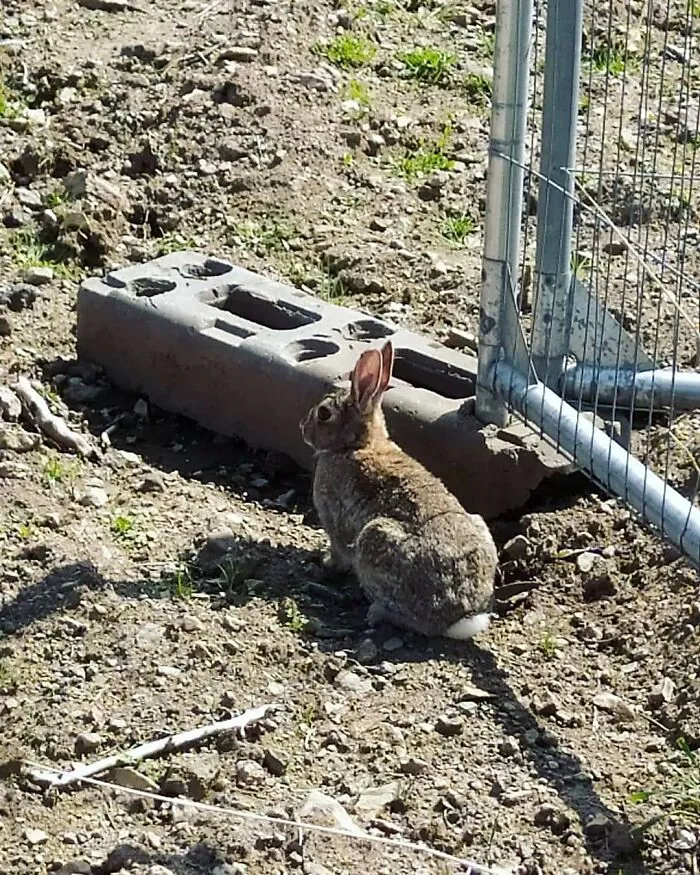 Master Camouflaging