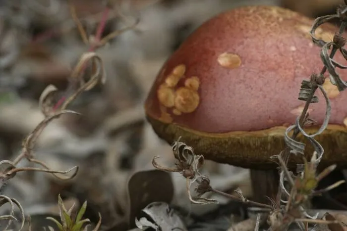 Little Mushroom