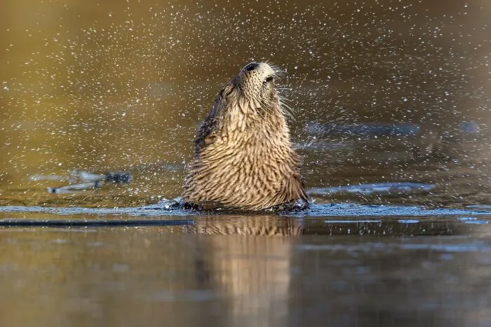 The Best 65 Wildlife Photos Revealed In The 2022 Wildart Photographer Of The Year Contest