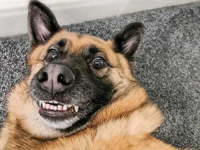 I Do Not Have A Pet.