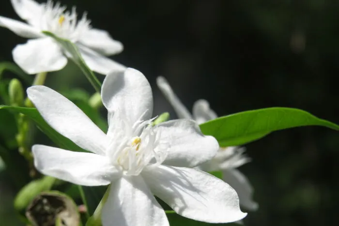 Flowers Up Close