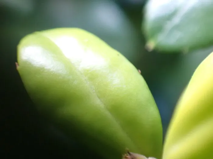 22 Of My Favorite Pieces Of Macro Photography That I Have Taken Over The Past Year