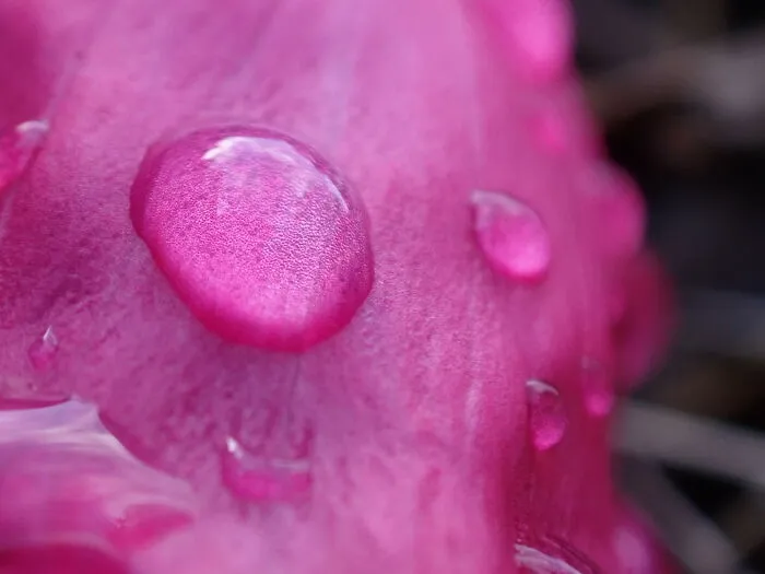 22 Of My Favorite Pieces Of Macro Photography That I Have Taken Over The Past Year