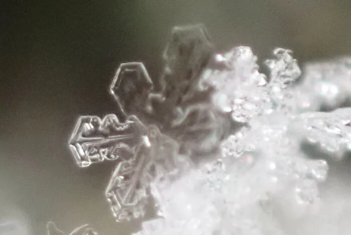22 Of My Favorite Pieces Of Macro Photography That I Have Taken Over The Past Year