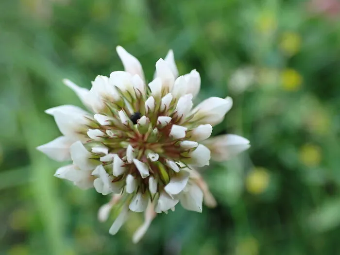 22 Of My Favorite Pieces Of Macro Photography That I Have Taken Over The Past Year