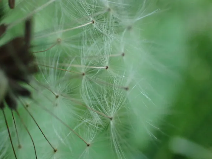 22 Of My Favorite Pieces Of Macro Photography That I Have Taken Over The Past Year
