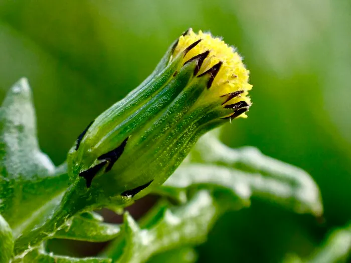 22 Of My Favorite Pieces Of Macro Photography That I Have Taken Over The Past Year