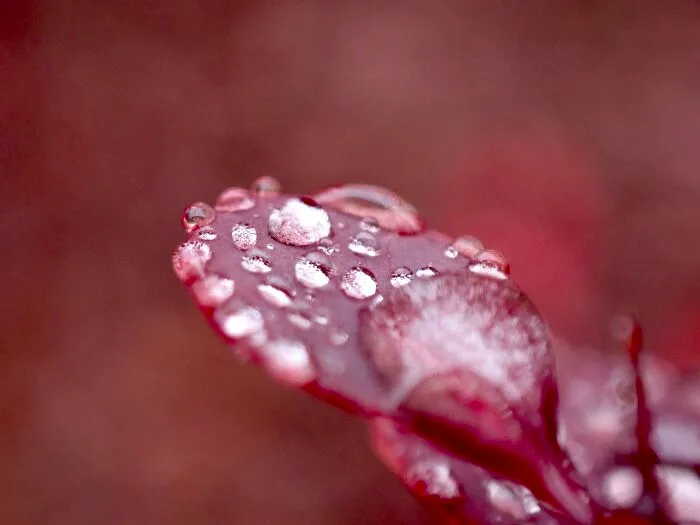 22 Of My Favorite Pieces Of Macro Photography That I Have Taken Over The Past Year