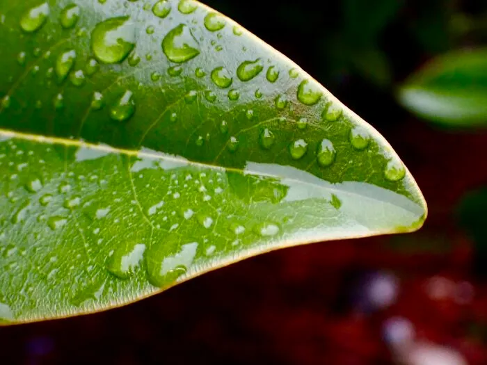 22 Of My Favorite Pieces Of Macro Photography That I Have Taken Over The Past Year