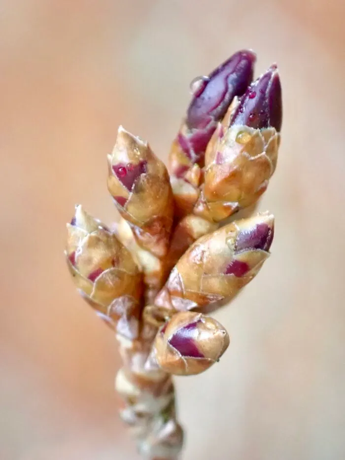 22 Of My Favorite Pieces Of Macro Photography That I Have Taken Over The Past Year