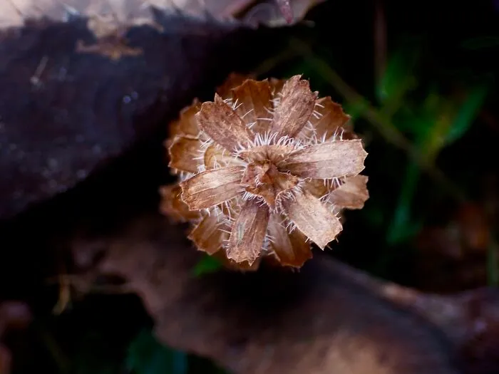 22 Of My Favorite Pieces Of Macro Photography That I Have Taken Over The Past Year