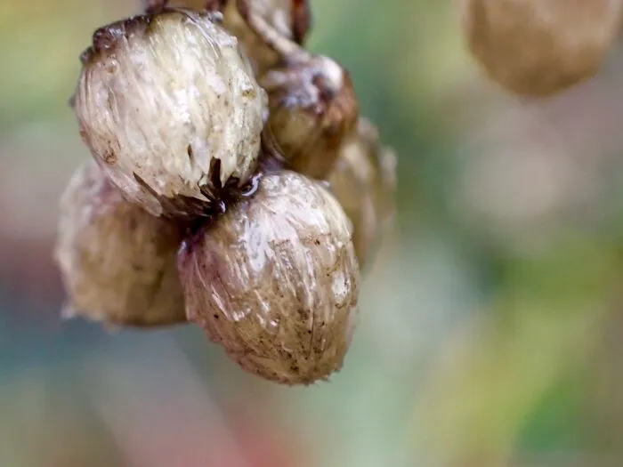 22 Of My Favorite Pieces Of Macro Photography That I Have Taken Over The Past Year